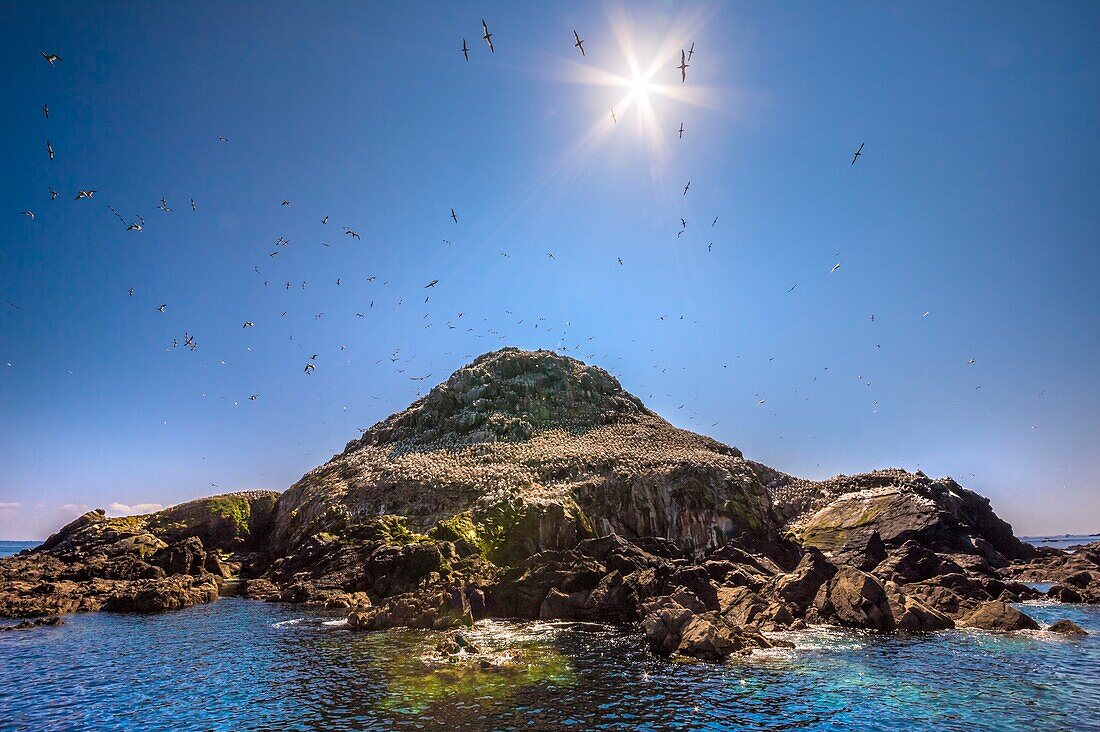 France, Cotes d'Armor, Perros Guirec, colony of gannets (Morus bassanus) on Rouzic island in the Sept Îles nature reserve