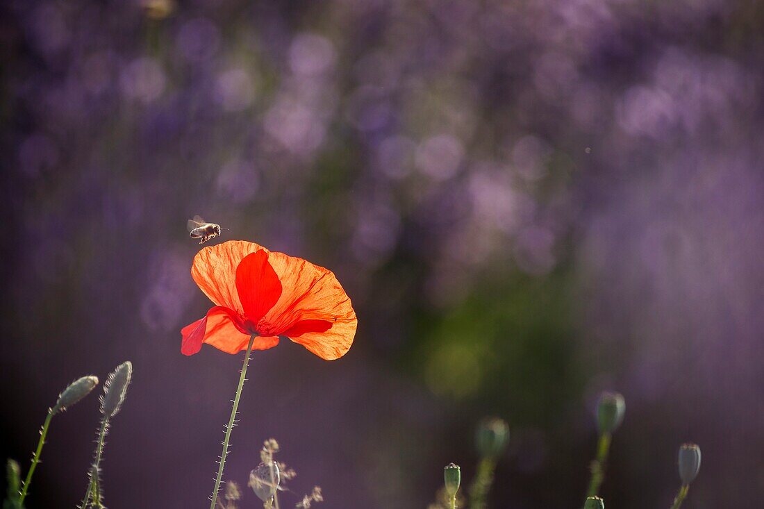 France, Alpes de Haute Provence, Simiane la Rotonde, common poppy (Papaver rhoeas) in a field of lavender