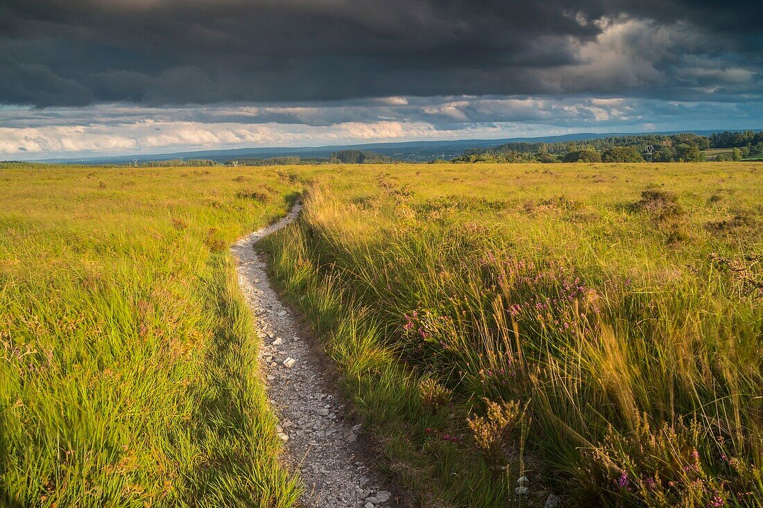 France, Finistere, Armorican Massif, the Monts d'Arree are part of the Regional Natural Park of Armorica