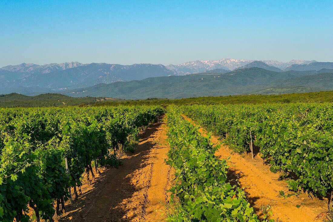 France, Haute Corse, Aleria, eastern plain, the vineyard around the pond of Diana