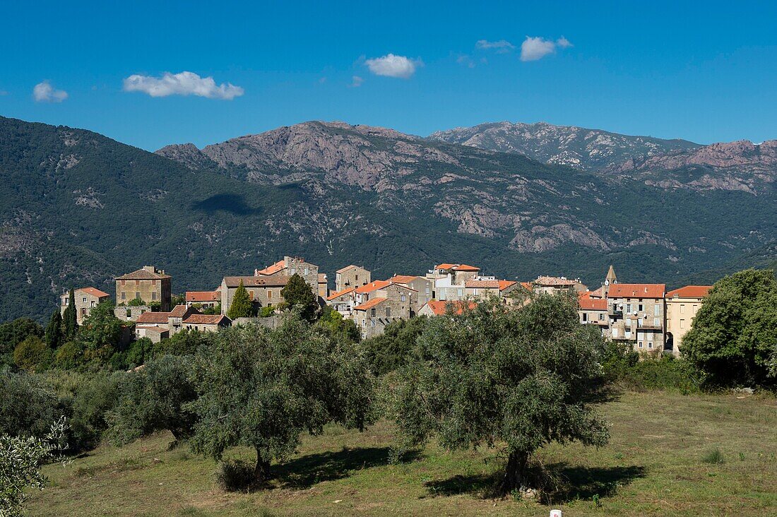 France, Corse du Sud, Alta Rocca, Sainte Lucie of Tallano, general view from the old convent of Saint Francois and the punta de Zibo and plantation olives