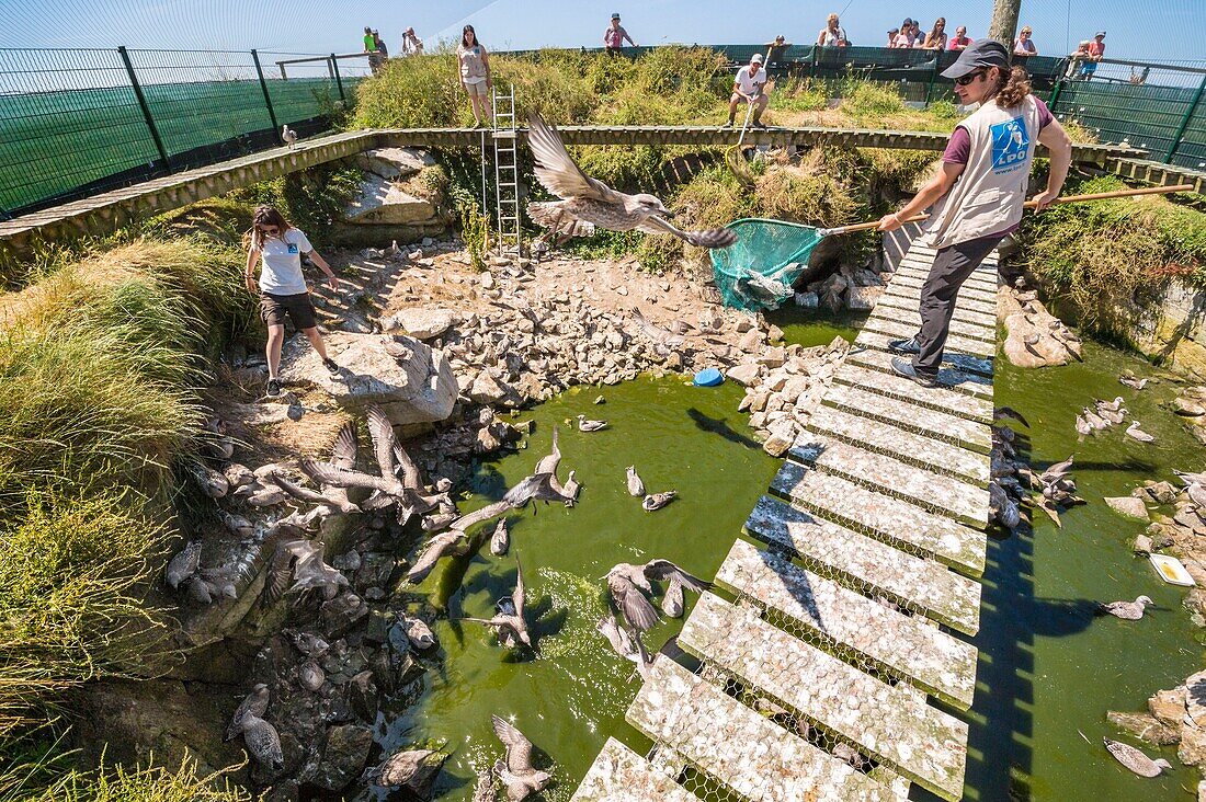 Frankreich, Cotes d'Armor, Rosa Granitküste, Pleumeur Bodou, Grande Island, Ornithologische Station der Vogelschutzliga (LPO), Zählen, Wiegen, Zählung und Beringung von Silbermöwen (Larus fuscus) und Heringsmöwen (Larus argentatus) vor dem Aussetzen größerer Exemplare