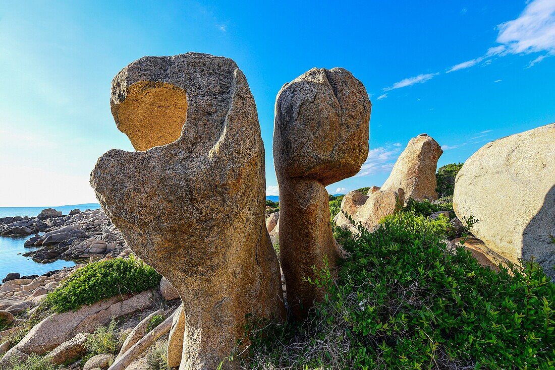 France, Corse du Sud, Campomoro, Tizzano, reserve of Senetosa, hiking on the coastal path of the reserve, erosion carves granite rocks from the bottom to the top called tafonis