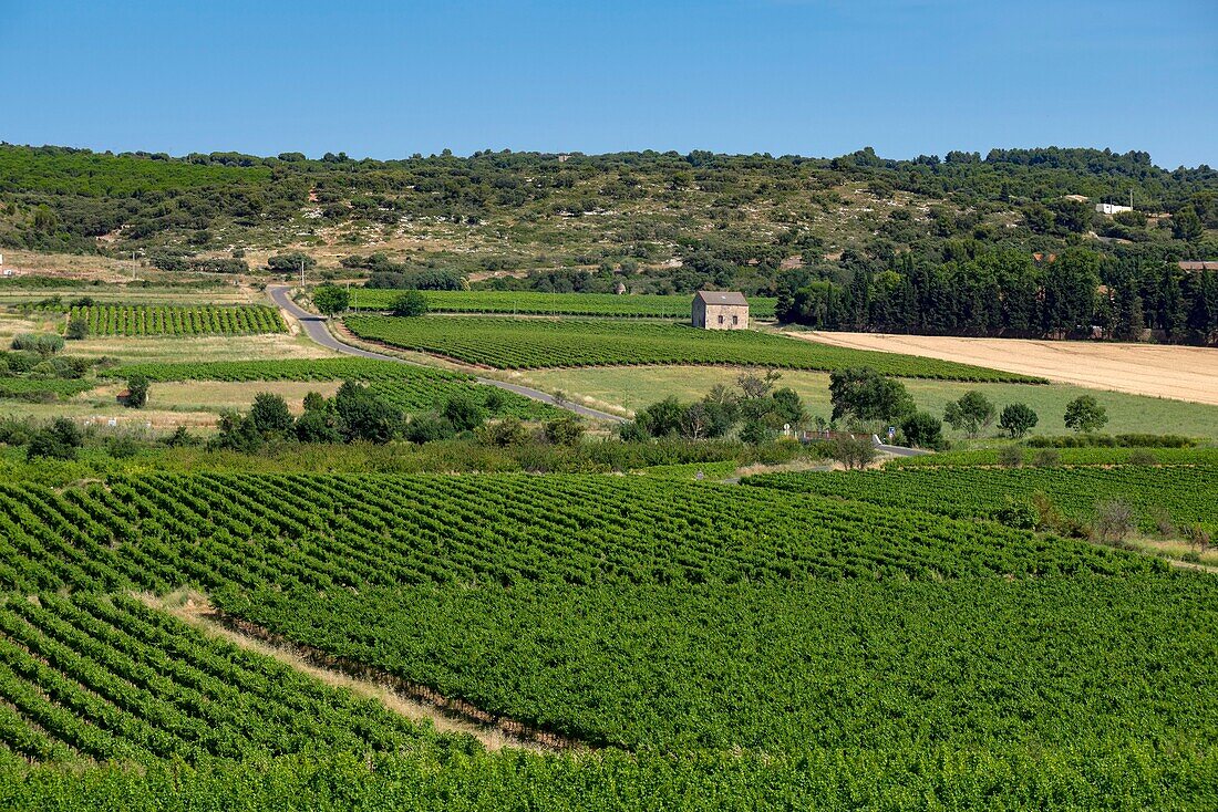 Frankreich, Herault, Villeveyrac, Weinberge des Languedoc