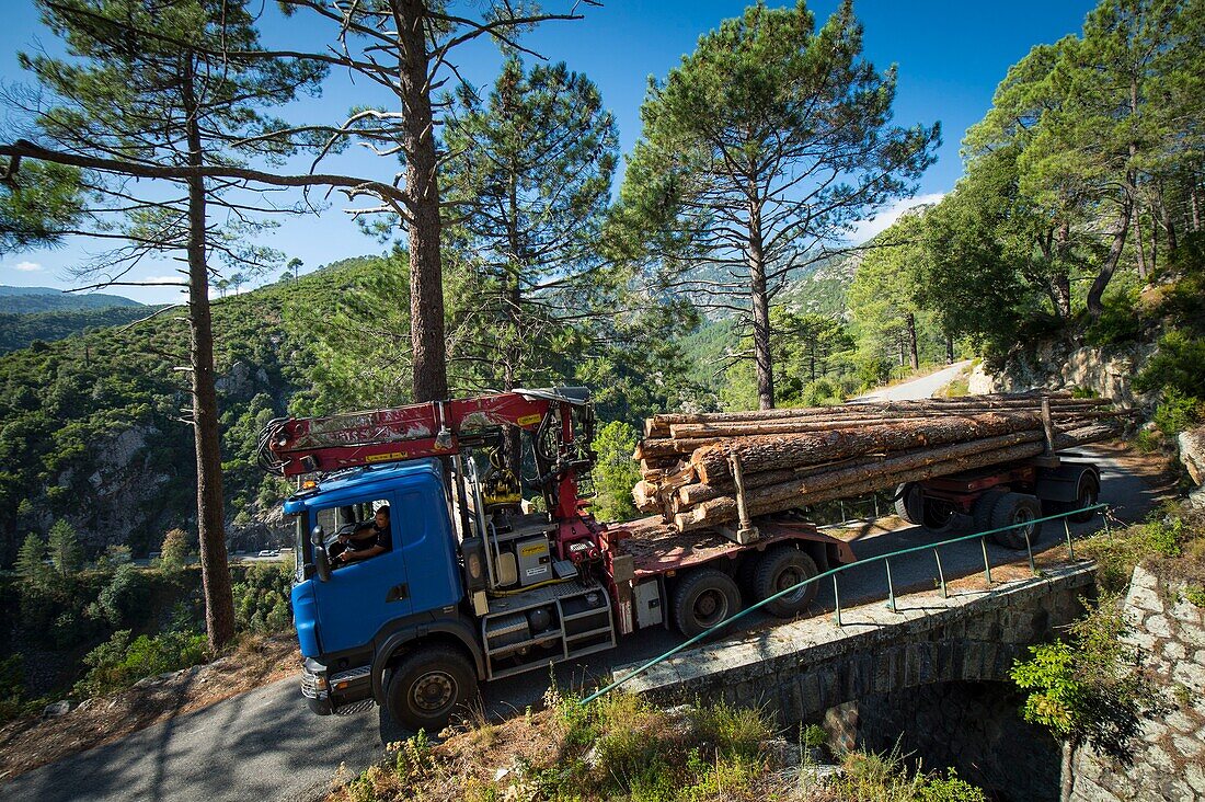 France, Haute Corse, Vivario, in the Verghello forest, evacuation of wood to be transformed into truck mounted heating chips half filled crane because of the steepness of the slope