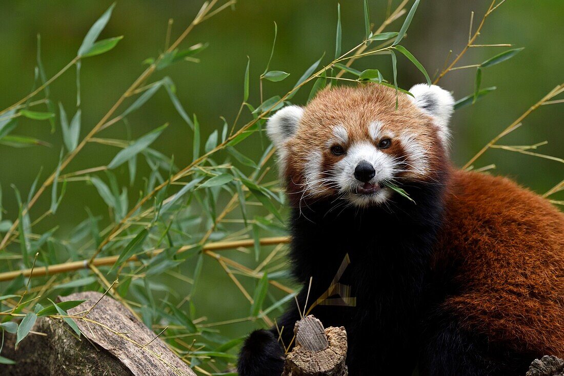 France, Moselle, Rhodes, Sainte Croix wildlife park, Red panda (Ailurus fulgens)