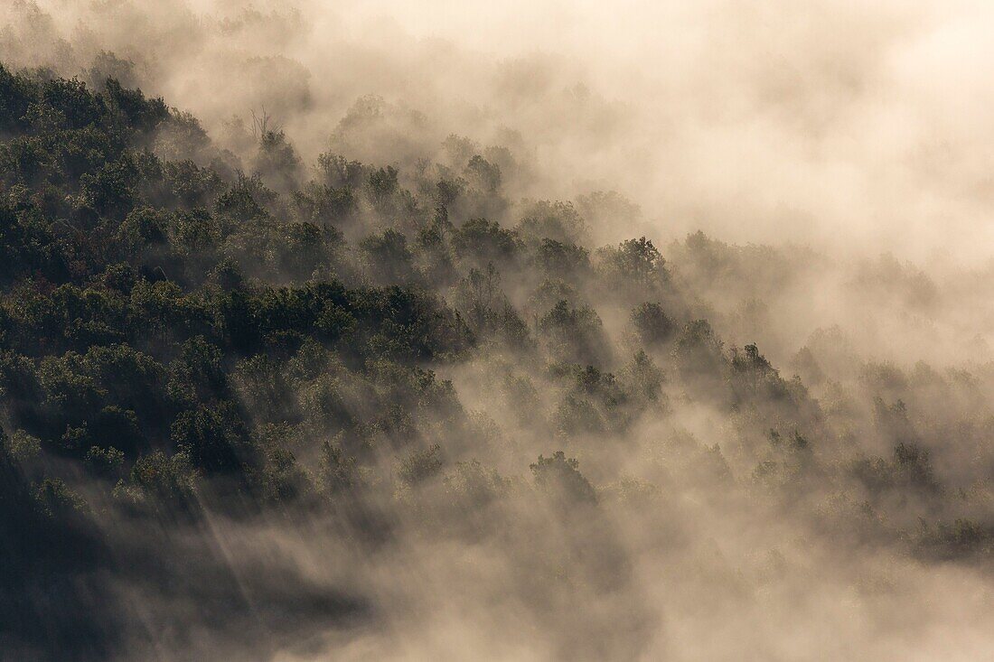 France, Var left bank and Alpes-de-Haute-Provence right bank, Verdon Regional Nature Park, Verdon Gorge, Grand Canyon, morning fog