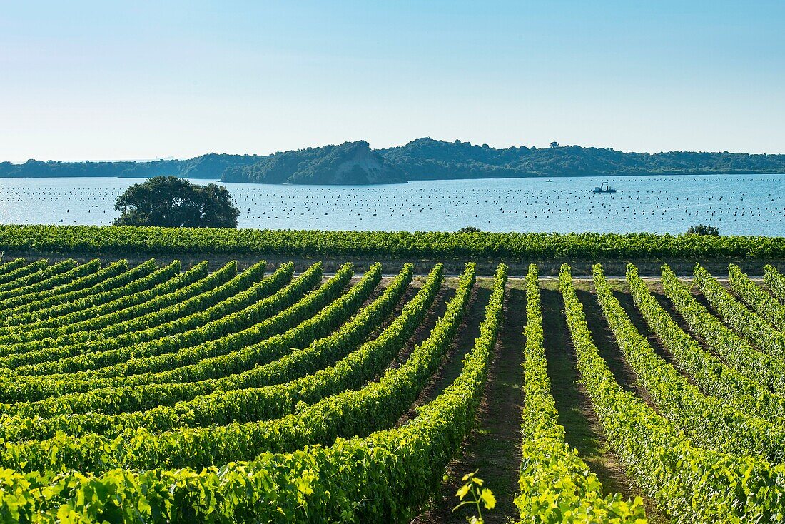 France, Haute Corse, Aleria, eastern plain, the vineyard around the pond of Diana