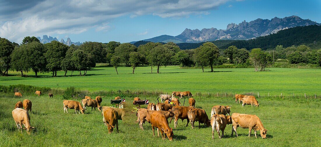 France, Corse du Sud, Alta Rocca, panorama of a meadow with herd of cows towards the village of San Gavino di Carbini and the needles of Bavella on the left and punta di u Diamante on the right