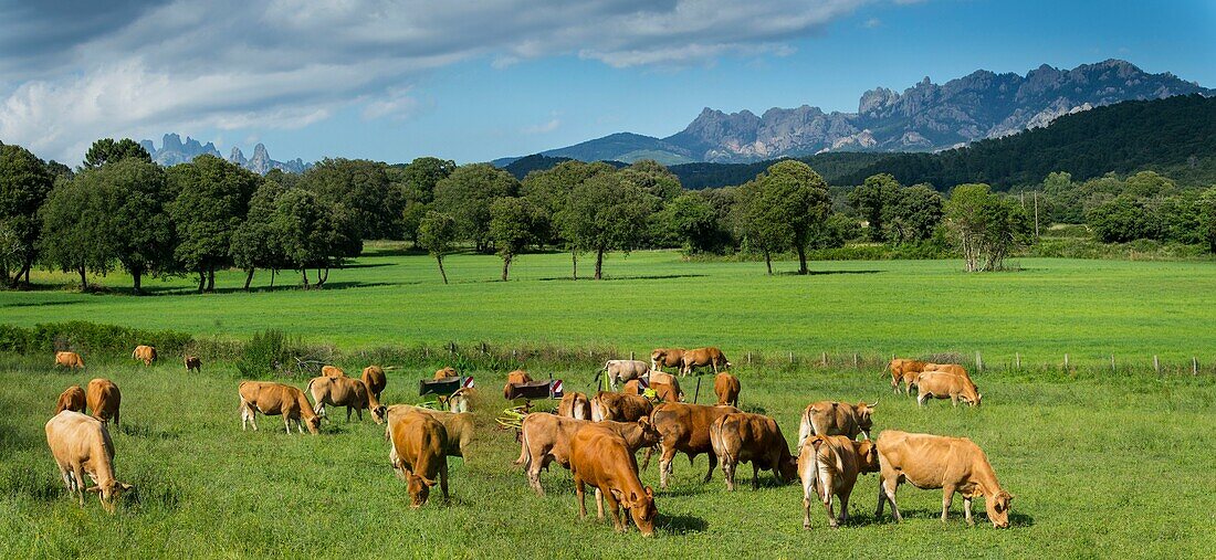 Frankreich, Corse du Sud, Alta Rocca, Panorama einer Wiese mit Kuhherde in Richtung des Dorfes San Gavino di Carbini und der Nadeln von Bavella auf der linken Seite und der Punta di u Diamante auf der rechten Seite