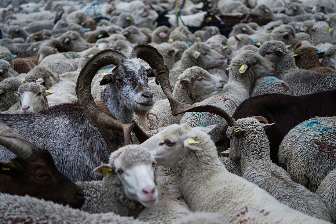 France, Haute Savoie, Chamonix Mont Blanc, village of Argentiere, mountain range of Mont Blanc, Jean-Luc Pitrat, sheperd, mountain pasture of the Pendant, sorting of the herd