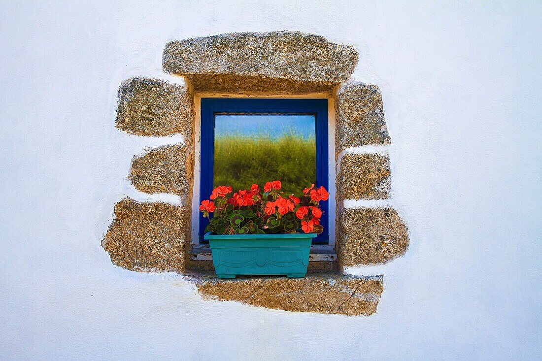 France, Finistere, Ponant islands, Armorica Regional Nature Park, Iroise Sea, Ouessant island, Biosphere Reserve (UNESCO), Lampaul, Ouessant flowered window