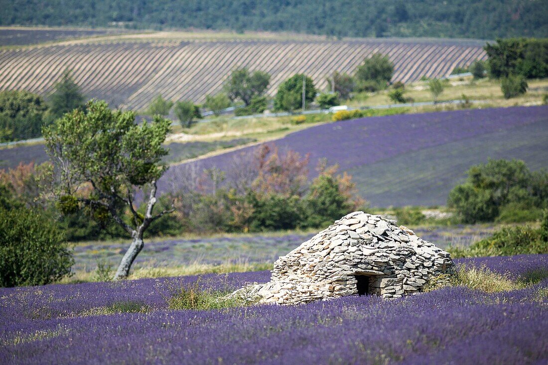 France, Drome, Drome Provencale, Ferrassieres, borie in a lavender field