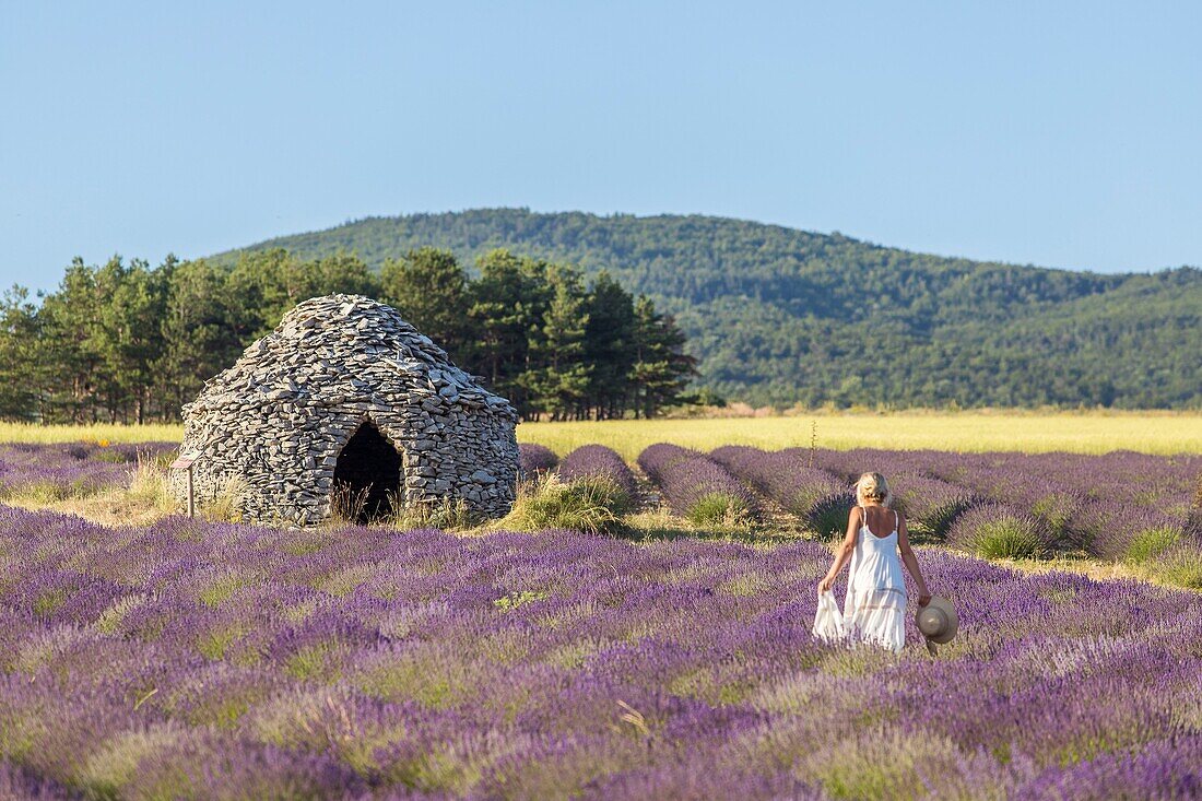 France, Drome, Drome Provencale, Ferrassieres, borie in a lavender field