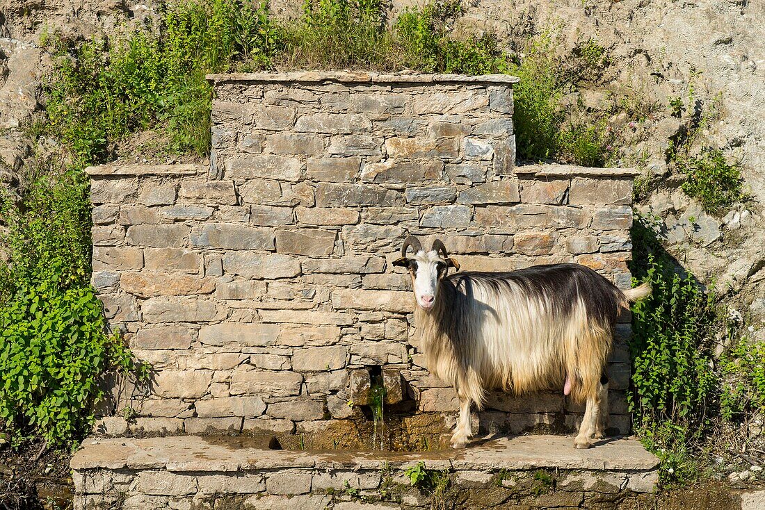 Frankreich, Haute Corse, Castanicia, regionaler Naturpark, freie Ziege trinkt an einem Brunnen