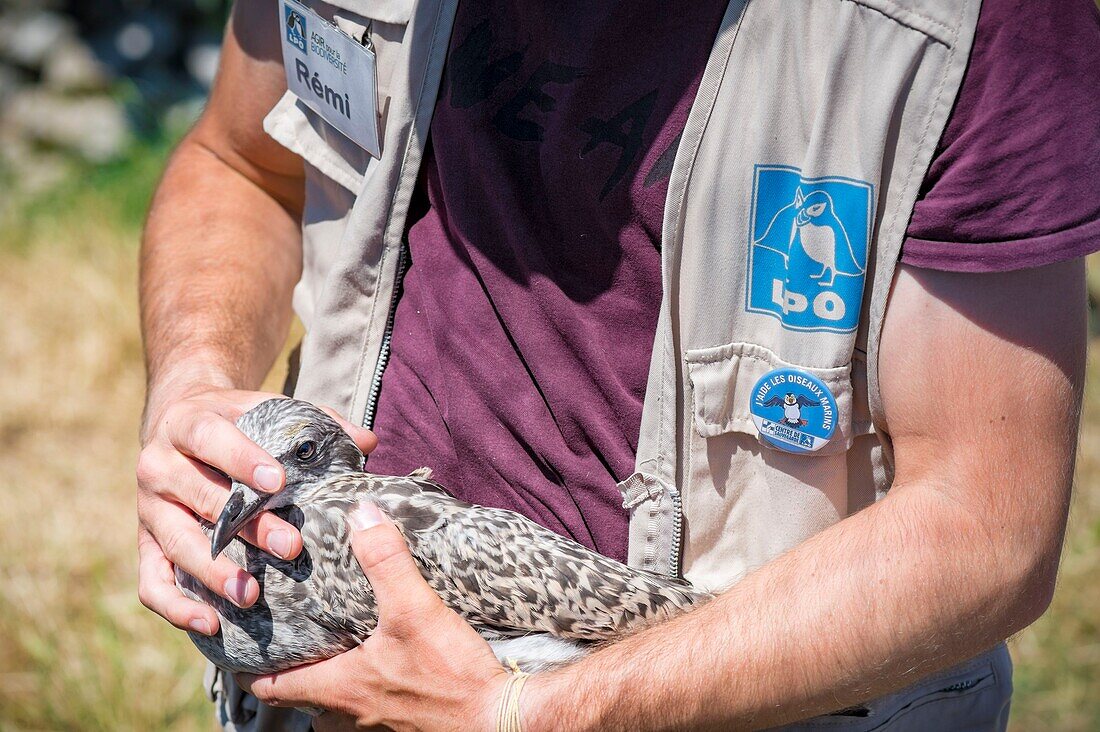 Frankreich, Cotes d'Armor, Rosa Granitküste, Pleumeur Bodou, Grande Island, Ornithologische Station der Liga für Vogelschutz (LPO), Zählen, Wiegen, Zählung und Beringung von Silbermöwen (Larus fuscus) und Heringsmöwen (Larus argentatus) vor der Freilassung größerer Exemplare