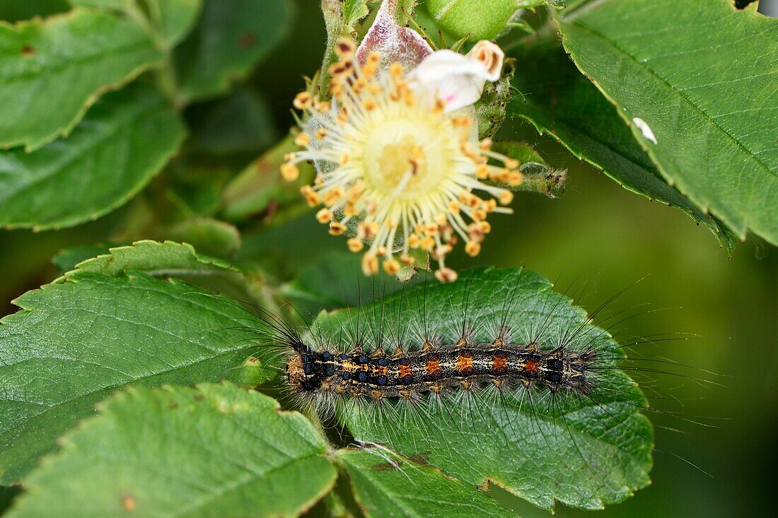 France, Haut Rhin, Orschwihr, Bollenberg hill, buttterfly caterpillar (Lymantria dispar)