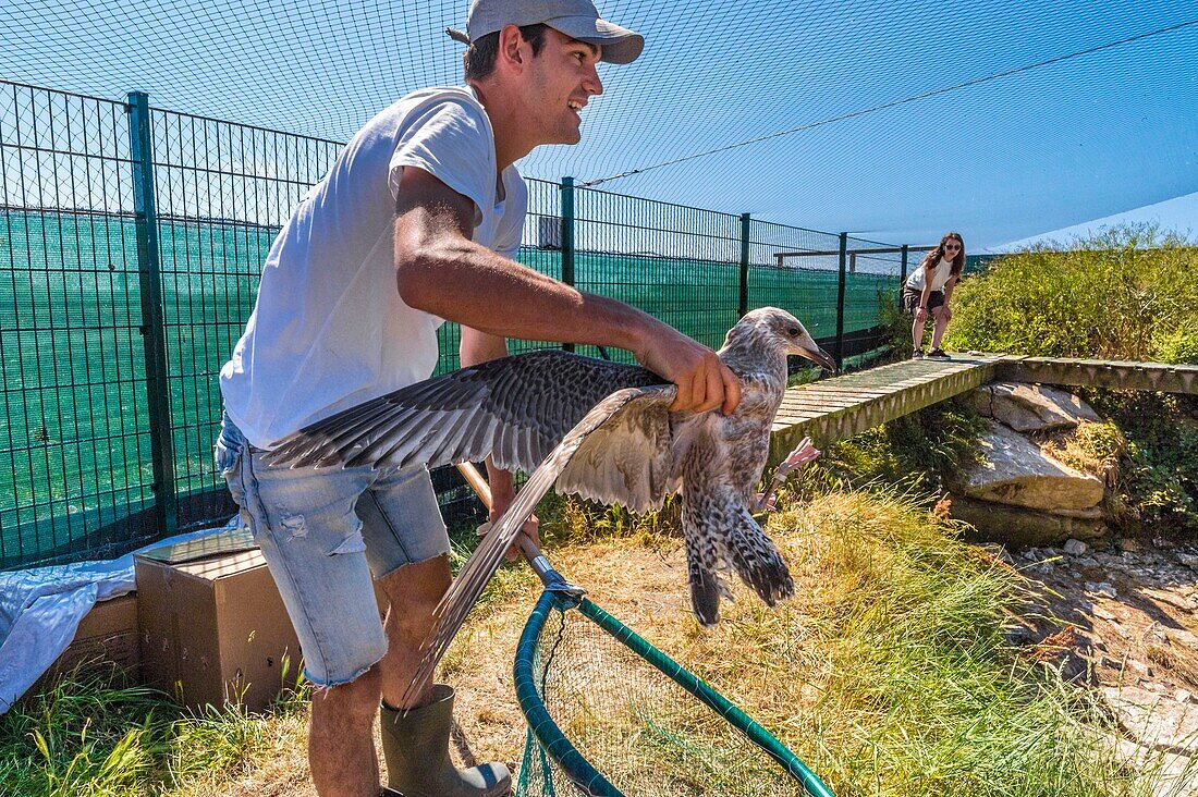 France, Cotes d'Armor, Pink Granite Coast, Pleumeur Bodou, Grande Island, Ornithological Station of the League of Protection of Birds (LPO), counting, weighing, census and ringing of Brown Gulls (Larus fuscus) and Herring Gulls (Larus argentatus) before releasing larger ones