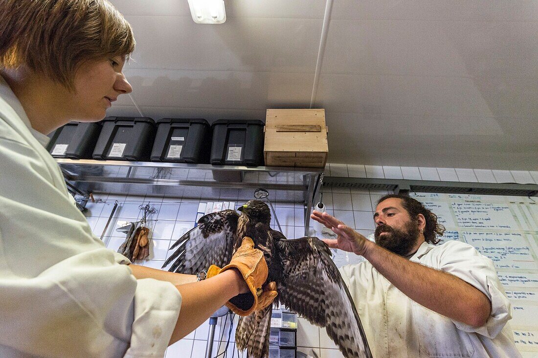 France, Cotes d'Armor, Pink Granite Coast, Pleumeur Bodou, Grande Island, Ornithological Station of the League of Protection of Birds (LPO), Wildlife Care Center, care on a buzzard