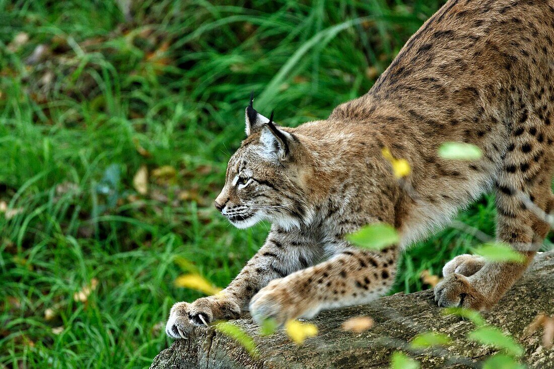 France, Moselle, Rhodes, Sainte Croix wildlife park, lynx (Lynx lynx)