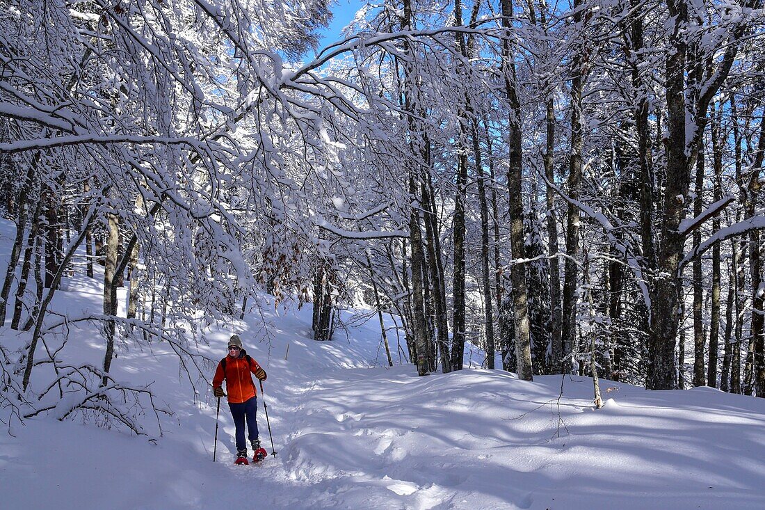 Frankreich, Jura, GTJ große Juraüberquerung auf Schneeschuhen, Überquerung von verschneiten Laubwäldern zwischen Lajoux und Molunes