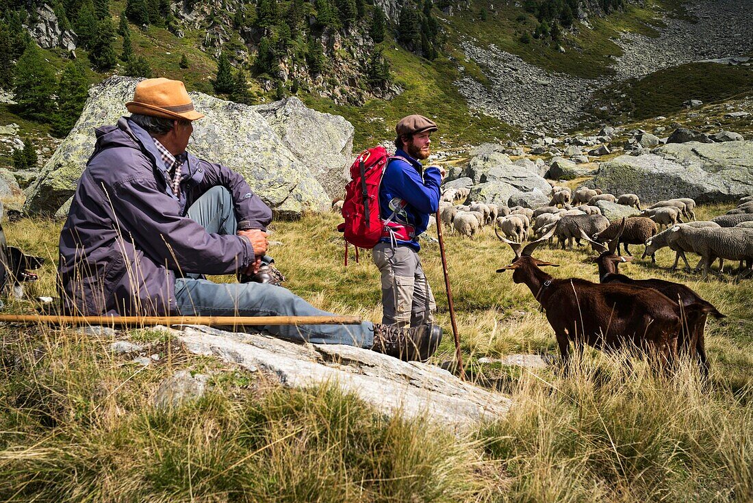 Frankreich, Haute Savoie, Chamonix Mont Blanc, Dorf Argentiere, Gebirgszug des Mont Blanc, Jean-Luc Pitrat, Hirte, Alm des Pendant, mit Joseph Buisson, Hilfshirte