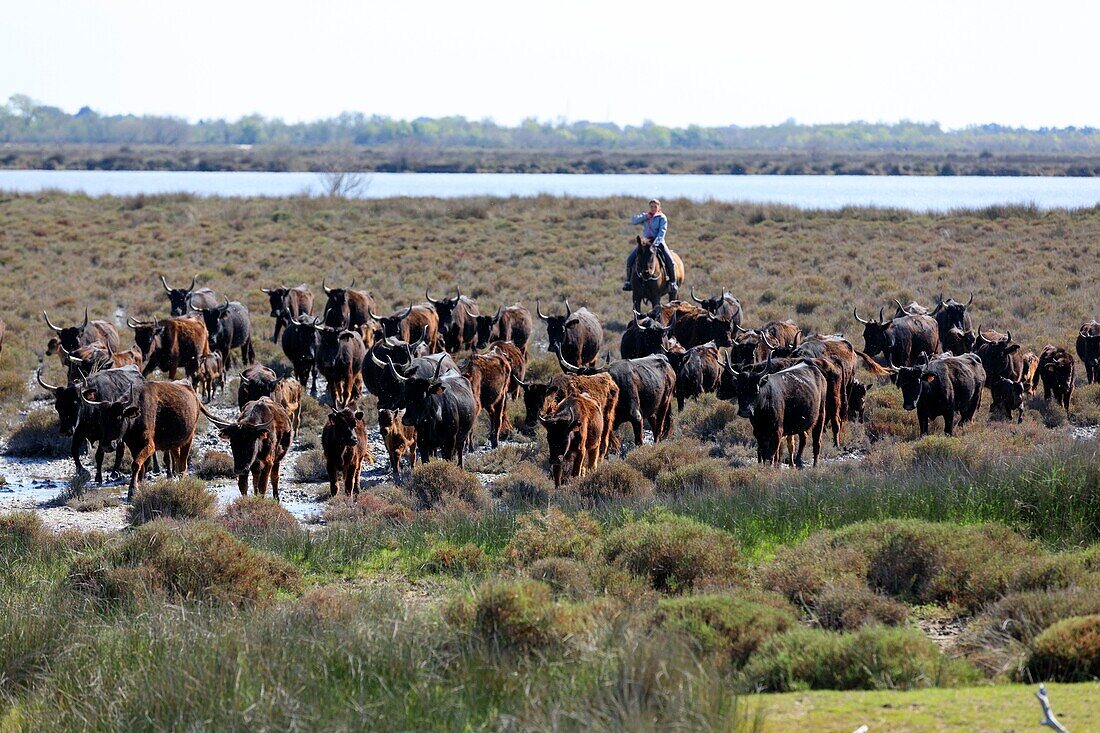 France, Bouches du Rhone, Camargue Regional Nature Park, Saintes Maries de la Mer, Domaine du Grand Rafeau, Manade Raynaud