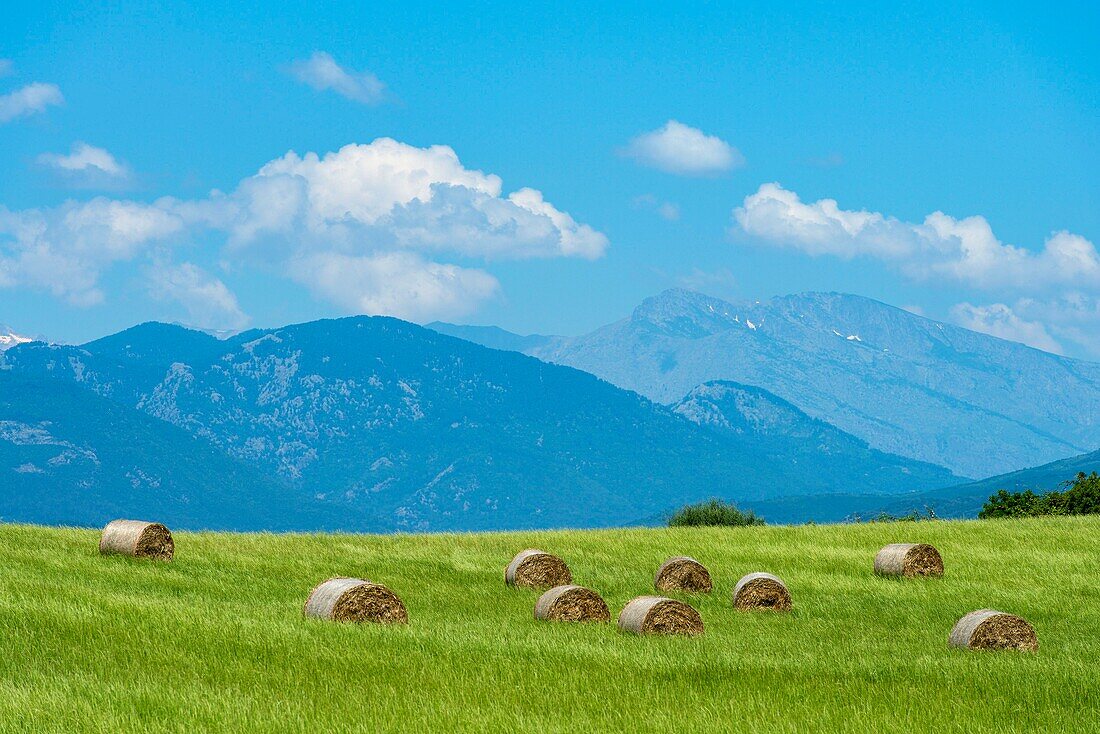 France, Haute Corse, Ghisonaccia eastern plain hills surrounding the pond of Urbino suitable for hay meadows