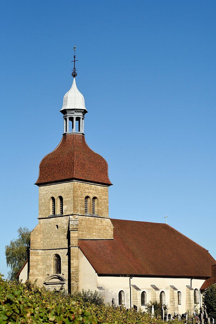 France, Jura, Saint Lothain, church dated 10th century, bell tower of 1716, vineyard