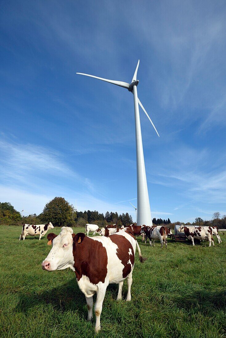 Frankreich, Jura, Chamole, Windparks, 6 Windturbinen; Vent 3 MW, Kühe von Montbeliard