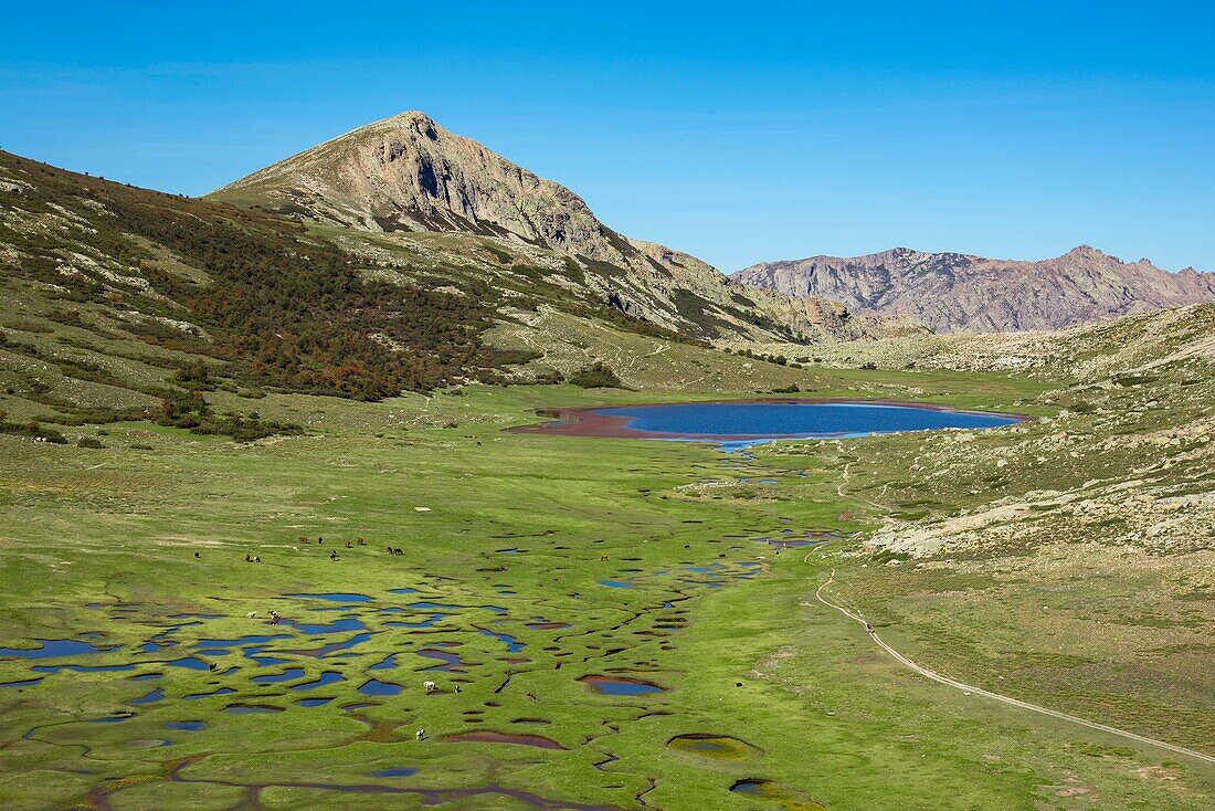 France, Haute Corse, Corte, Restonica Valley, flying over the lakes of the Regional Natural Park here Lake Nino on the GR20 surrounded by pozzine and Capu Tozzu (aerial view)