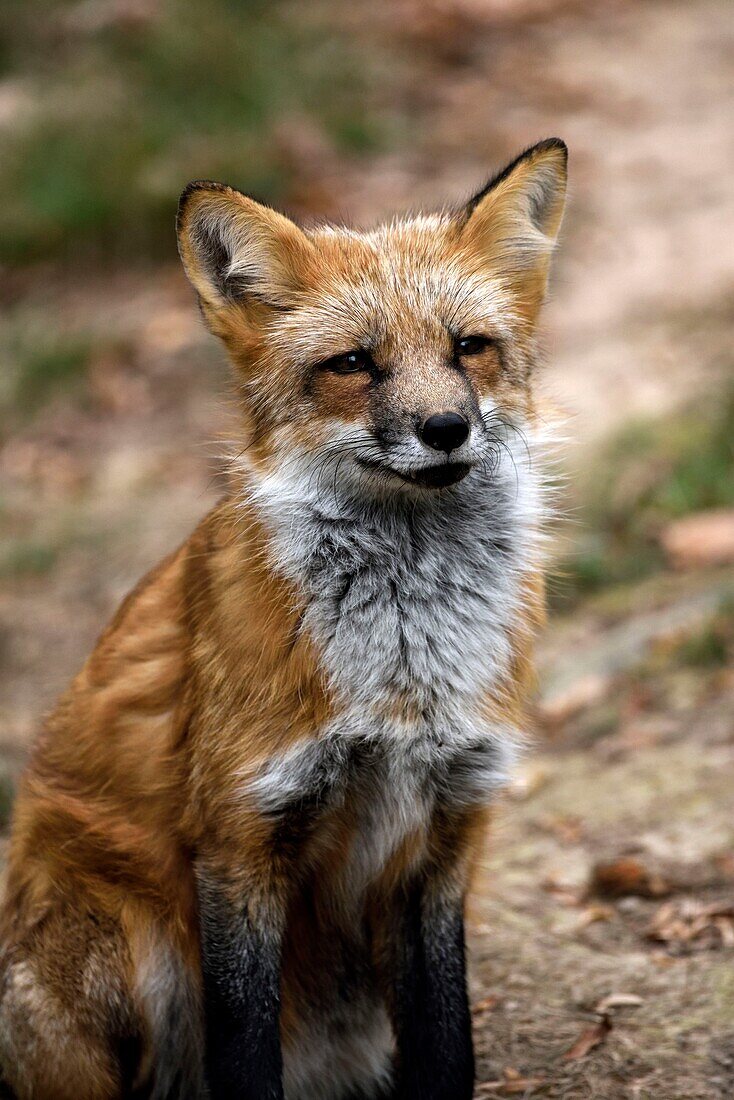 France, Moselle, Rhodes, Sainte Croix wildlife park, Fox (Vulpes vulpes)