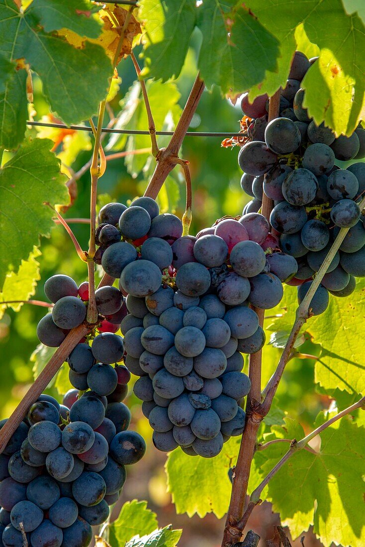 France, Herault, Villeveyrac, Domain of Roquemale, bunch of grapes of variety cinsault