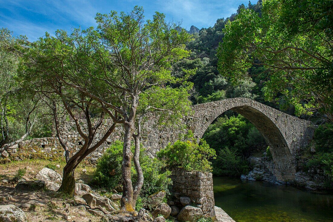 France, Corse du Sud, D 84, Ota, regional natural park, the Genoese bridge of Pianella on the torrent of Porto