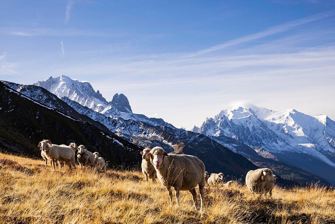 Frankreich, Haute Savoie, Chamonix Mont Blanc, Gebirgskette des Mont Blanc, Jean-Luc Pitrat, Hirte, Alm von Balme