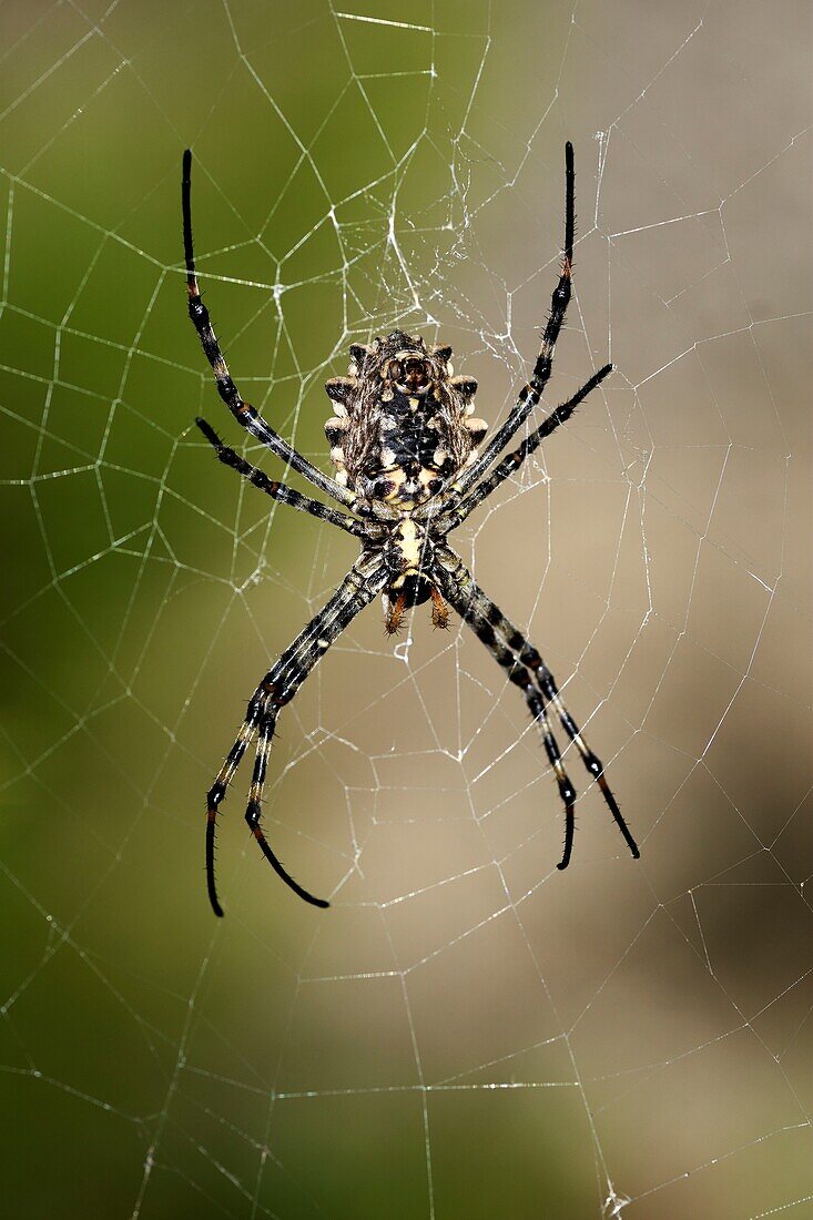 Frankreich, Var, Six Fours les Plages, Le Brusc, Gaou-Inseln, Spinne (Argiope lobata), Weibchen webt ihr Netz