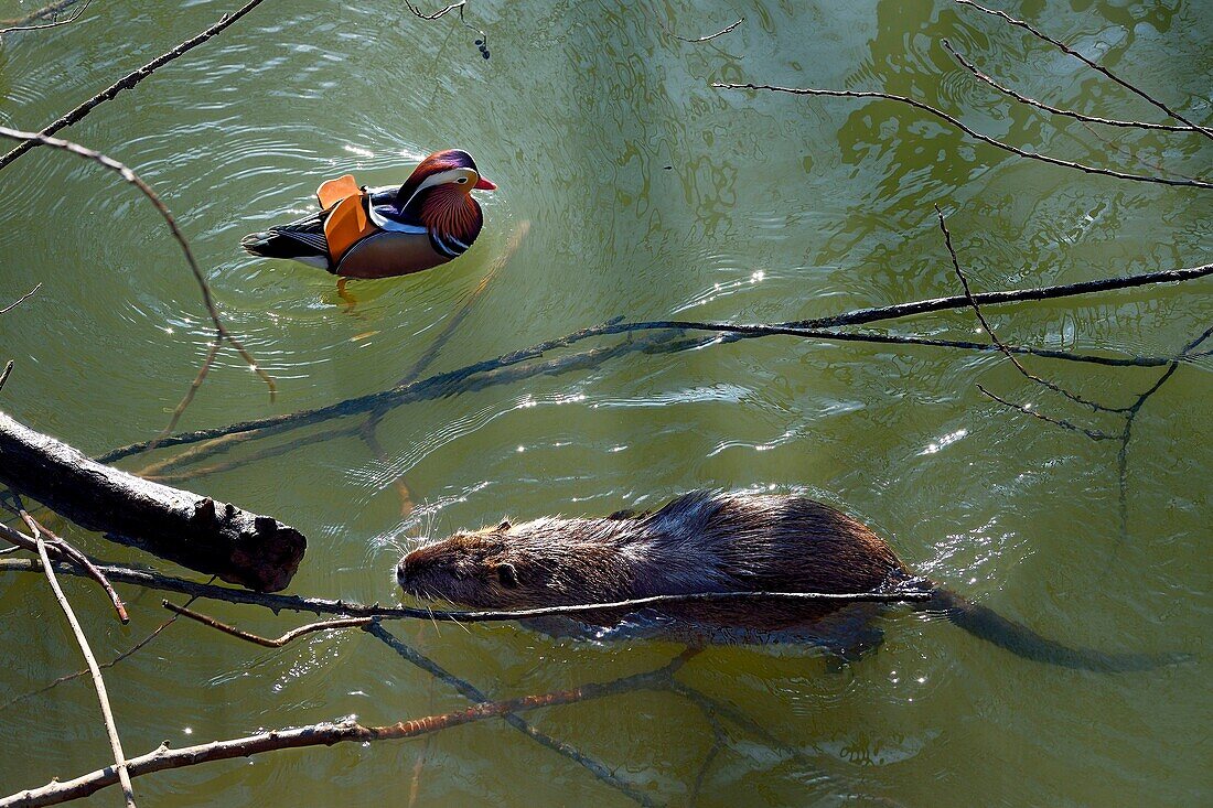 Frankreich, Val de Marne, Ufer der Marne, Bry sur Marne, männliche Mandarinente (Aix galericulata) und Coypu, auch bekannt als Nutria (Myocastor coypus), im Vordergrund