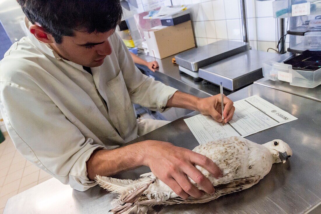 France, Cotes d'Armor, Pink Granite Coast, Pleumeur Bodou, Grande Island, Ornithological Station of the League of Protection of Birds (LPO), Wildlife Care Center, entrance examination a juvenile gull