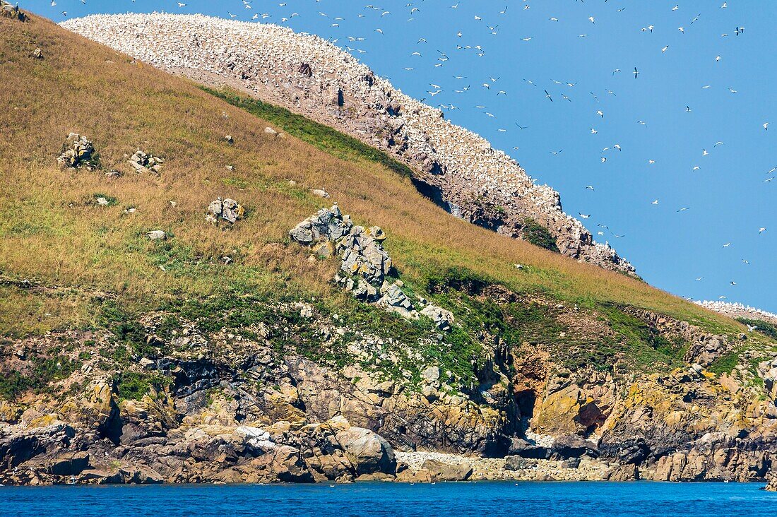 France, Cotes d'Armor, Perros Guirec, colony of gannets (Morus bassanus) on Rouzic island in the Sept Îles nature reserve