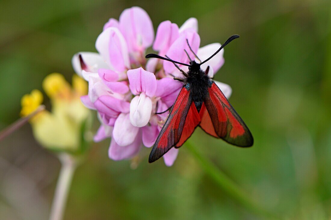 France, Haut Rhin, Orschwihr, Bollenberg hill, Securigera varia, Zygaena osterodensi