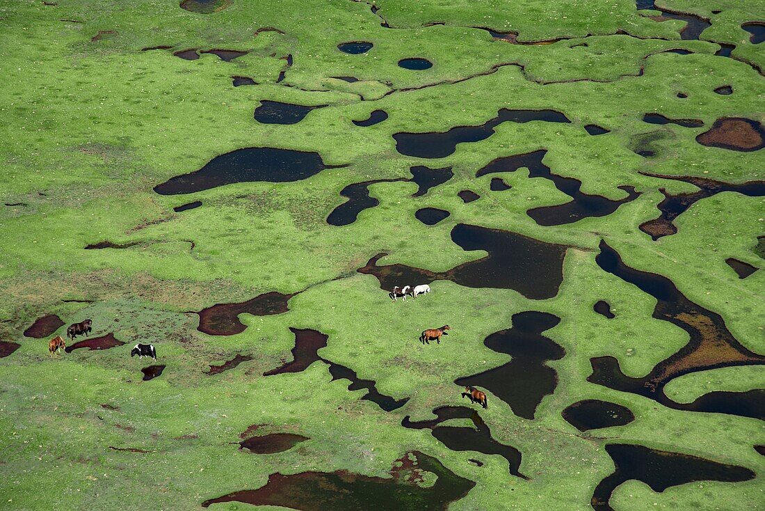 France, Haute Corse, Corte, Restonica Valley, flying over the lakes of the Regional Natural Park here Lake Nino on the GR20 surrounded by pozzine or graze wild horses (aerial view)