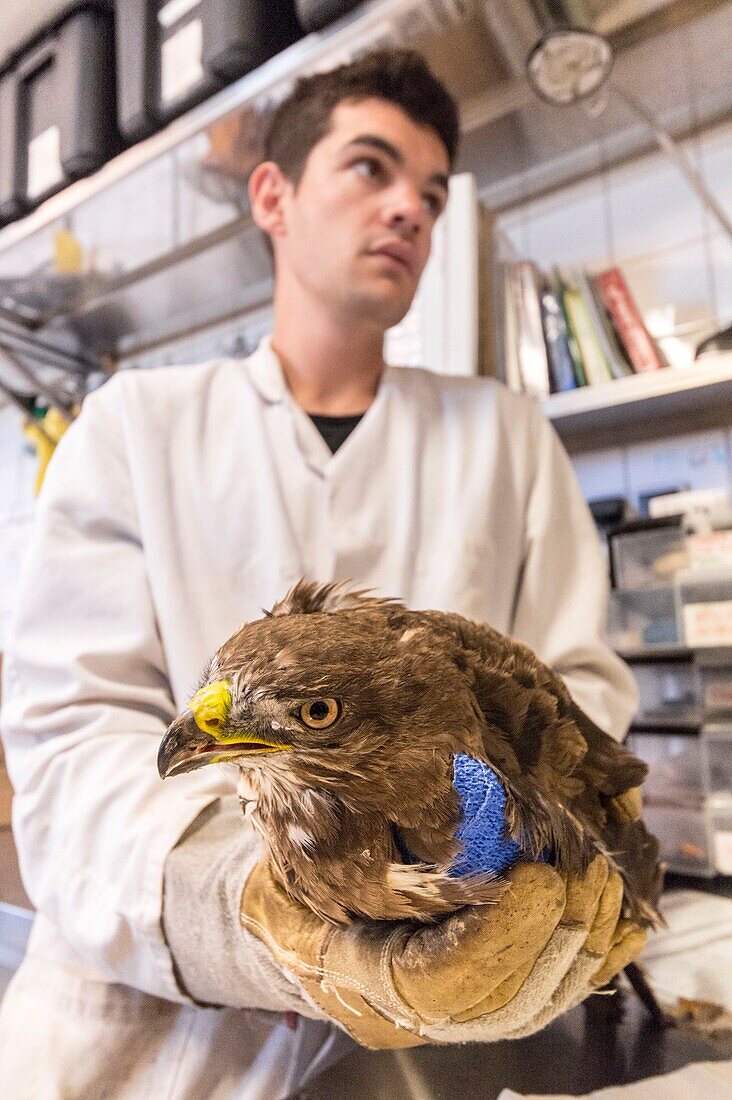 Frankreich, Cotes d'Armor, Rosa Granitküste, Pleumeur Bodou, Grande Island, Ornithologische Station der Liga für Vogelschutz (LPO), Wildlife Care Center, Pflege eines Bussards