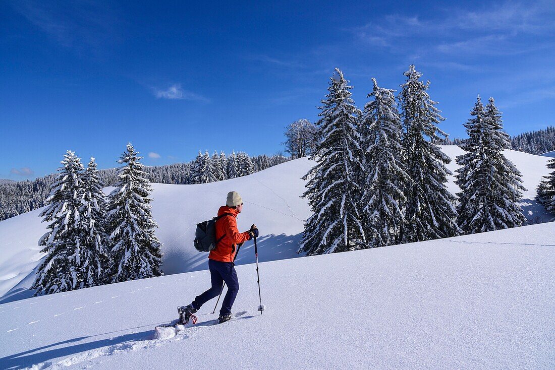 France, Jura, GTJ great crossing of the Jura on snowshoes, crossing majestic landscapes laden with snow between Lajoux and Molunes