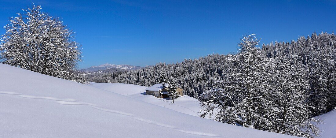 Frankreich, Jura, GTJ, großartige Überquerung des Juras auf Schneeschuhen, Durchquerung majestätischer Schneelandschaften zwischen Lajoux und Molunes in Panoramalage