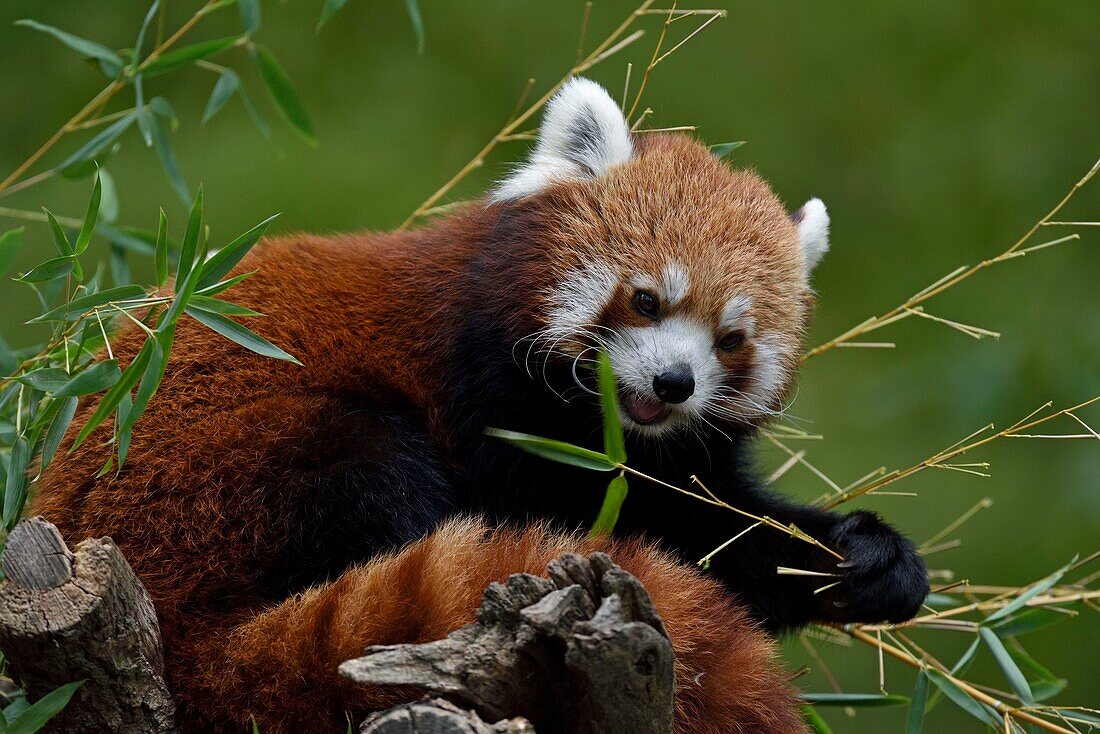 France, Moselle, Rhodes, Sainte Croix wildlife park, Red panda (Ailurus fulgens)