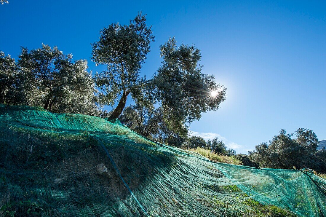 France, Corse du Sud, Sainte Lucie of Tallano, JC Arrii olive grower took over the plantations of very old olive trees of his ancestors, landscapes of very steep secant plantations with nets installed for the harvest
