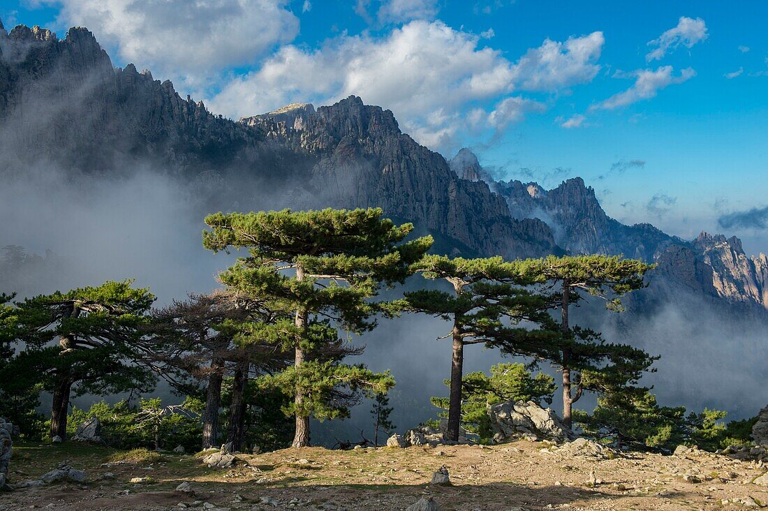 France, Corse du Sud, Alta Rocca, Bavella pass, very old Laricio pines dot the spaces of the pass