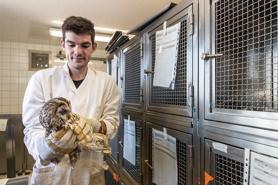 Frankreich, Cotes d'Armor, Rosa Granitküste, Pleumeur Bodou, Grande Island, Ornithologische Station der Vogelschutzliga (LPO), Wildlife Care Center, Pflege einer Eule