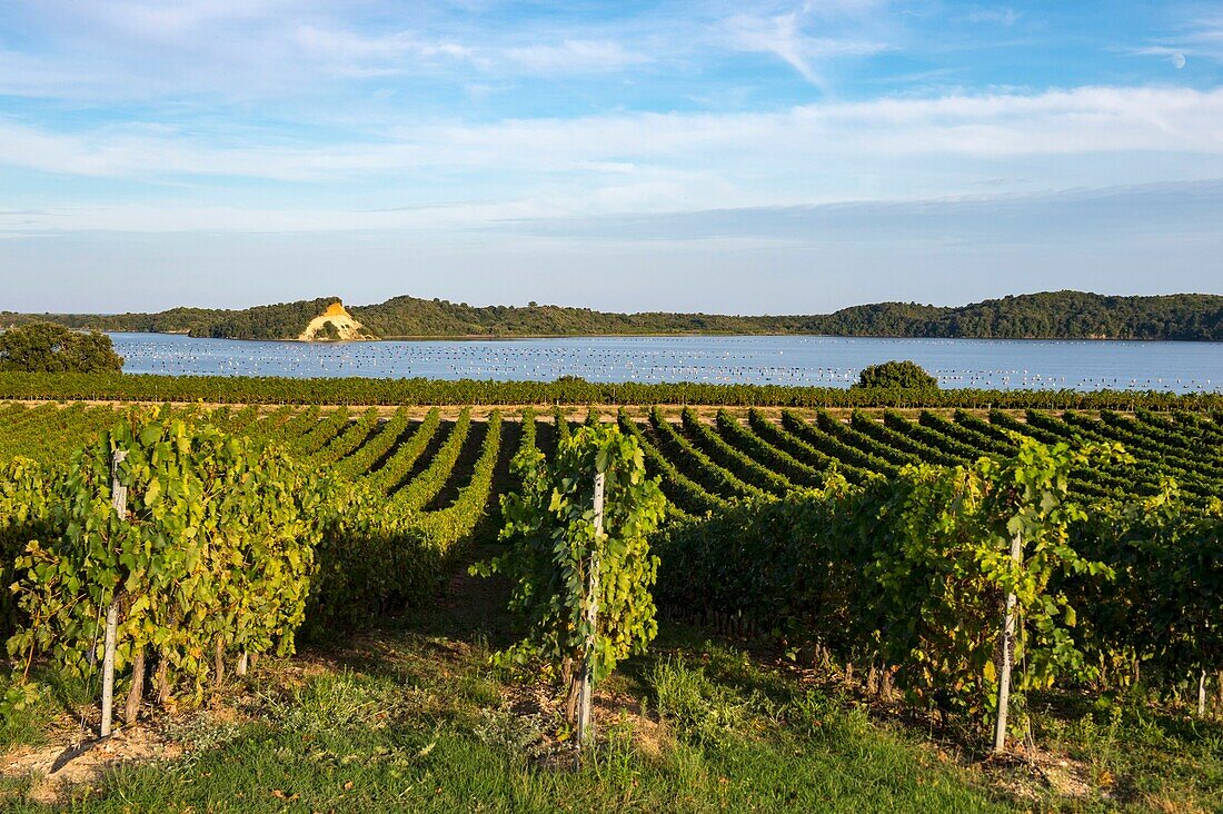 Frankreich, Haute Corse, Aleria, östliche Ebene, um den Teich von Diana haben die Trauben des Weinbergs kurz vor der Ernte ihre Reife erreicht