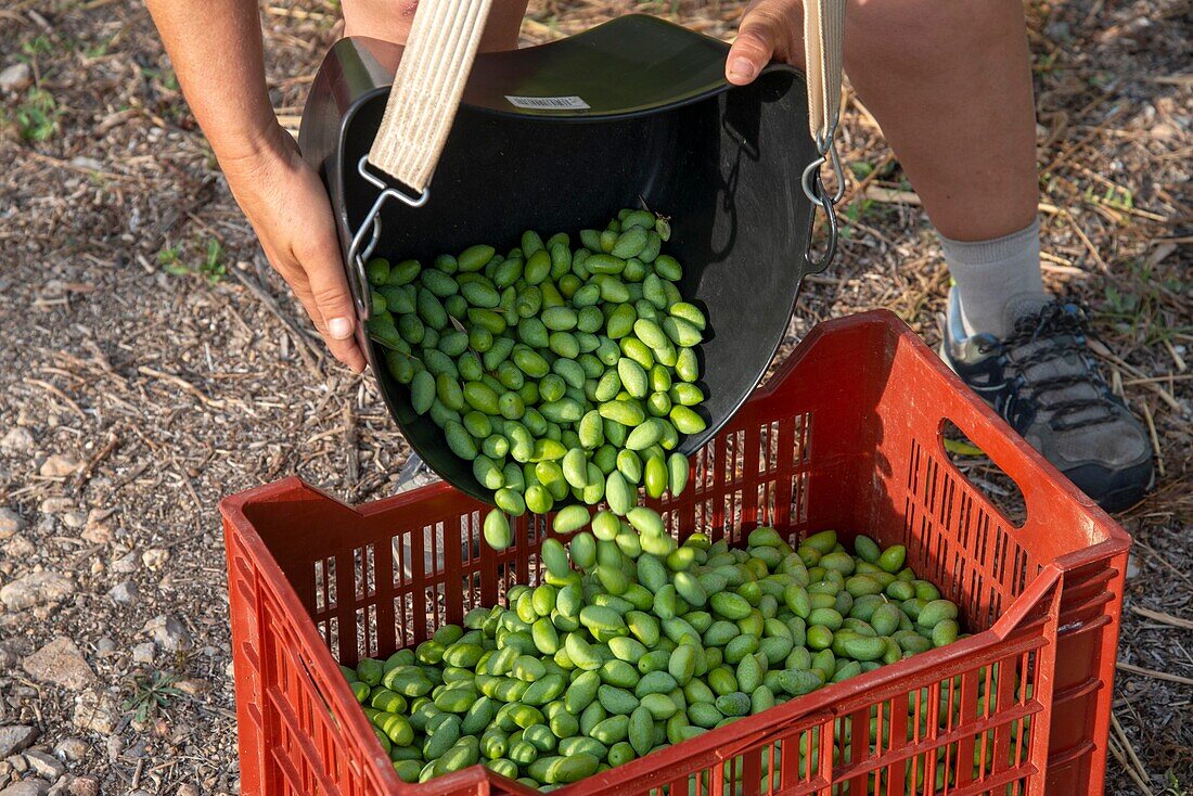 France, Herault, Montbazin, Mill of La Dentelle, harvest of the olives variety Lucques